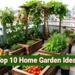 Rooftop Gardening Guide for Beginners